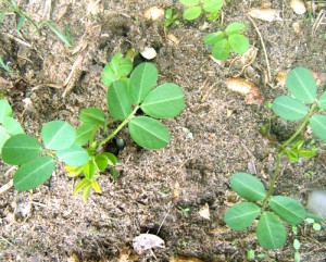 peanutplant