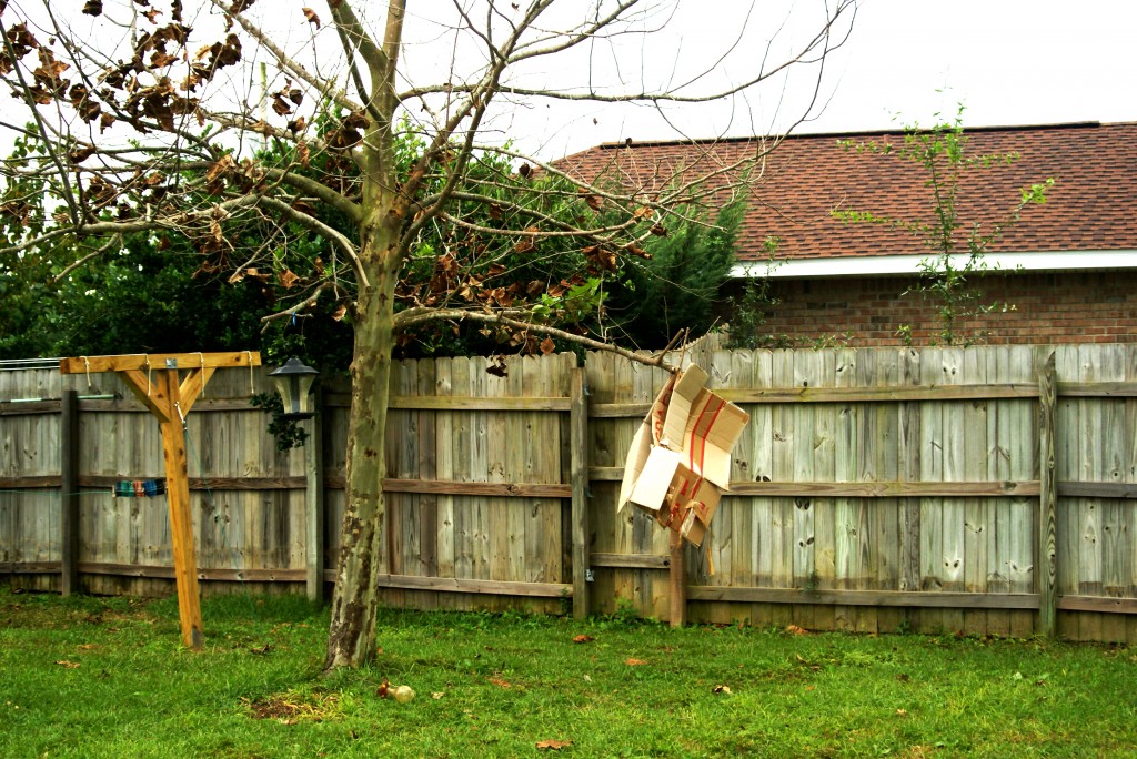 boxwoodtree