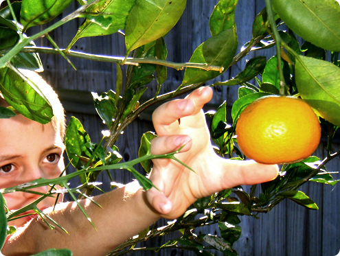 ripe ripe