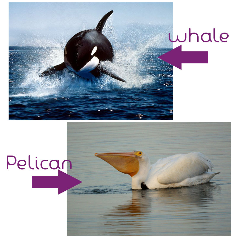 whalepelican